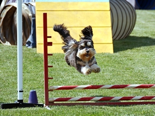 Jager (Cavapoo) in Agility Competition
