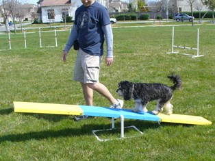 Jager training for Agility Competition