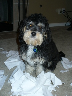 Cavapoo