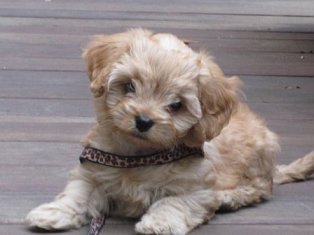 Cassie, Cavapoo