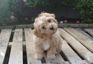 Cavapoo