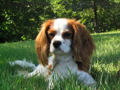 Kalley, Cavalier King Charles