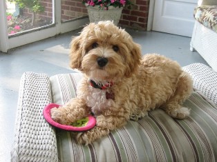 Cavapoo
