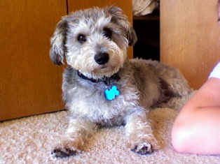 Kip, Schnoodle