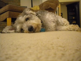 Kip, Schnoodle