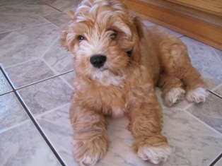 Cavapoo Puppy