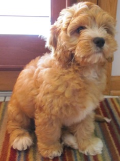 Cavapoo Puppy