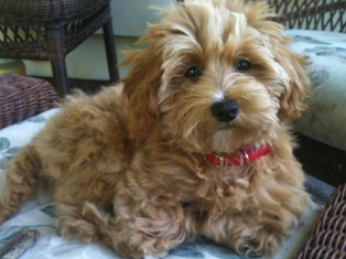 Maltipoo