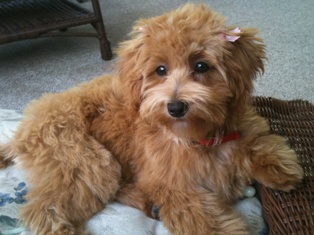 Maltipoo