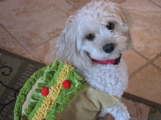 Lucy, Cavapoo
