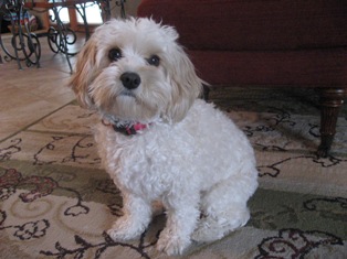 Lucy, Cavapoo