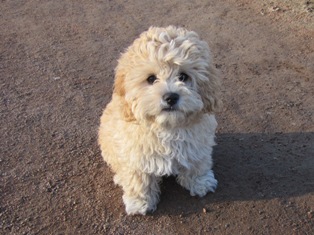 Lucy, Cavapoo