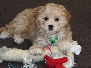 Lucy, Cavapoo