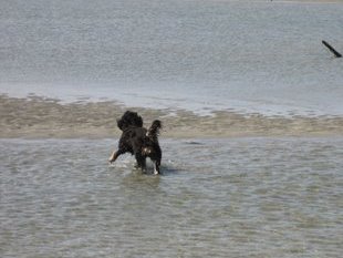 Cavapoo