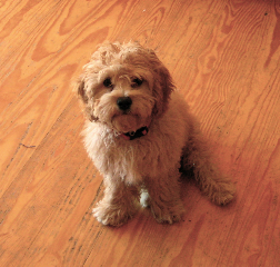 Cavapoo