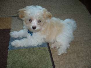 Maltipoo