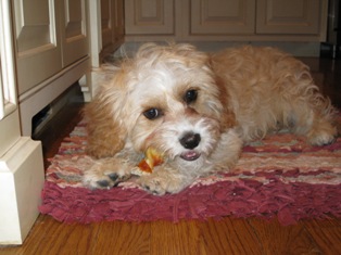 Cavapoo