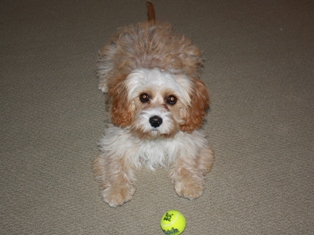 Cavapoo