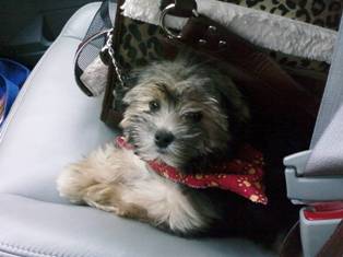 Munch, Morkie