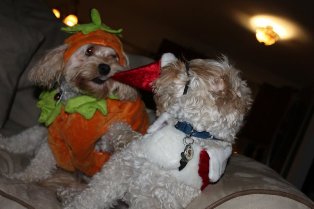 Nala and Stanley