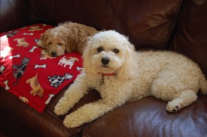 Toby, Cockapoo