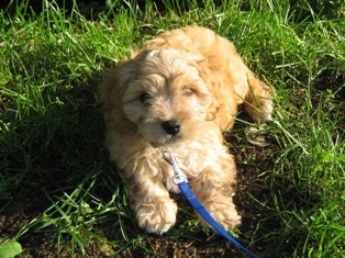 Oski, Cavapoo