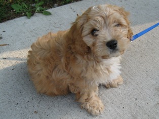 Oski, Cavapoo