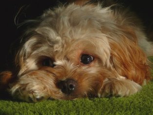 Cavapoo