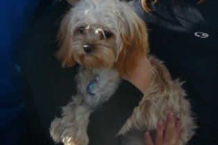 Cavapoo
