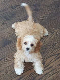 Cavapoo