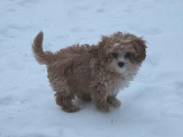 Cavapoo