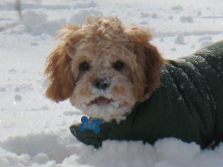 Rudy's First Snow