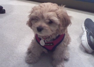 Cavapoo