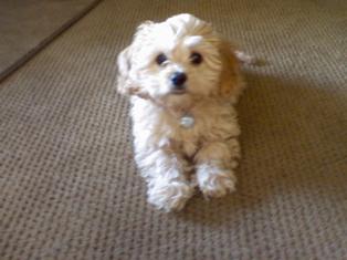 Cavapoo