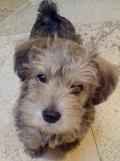 Schnoodle