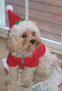 Cavapoo