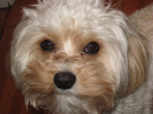 Cavapoo