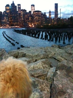 Cavapoo