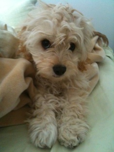 Cavapoo