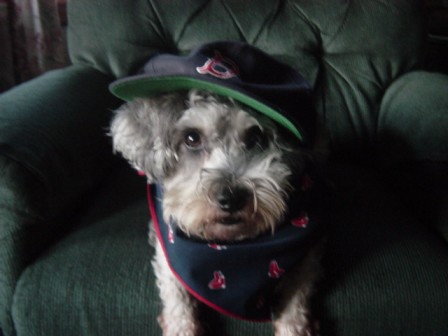 Tippy, Schnoodle
