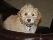 Toby, Cockapoo