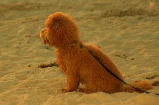 Maltipoo