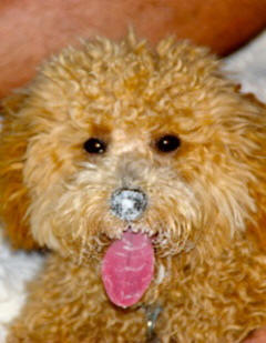 Maltipoo