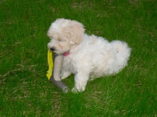 Maltipoo