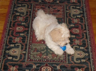 Maltipoo