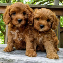 Riverside Cavapoos And Maltipoos